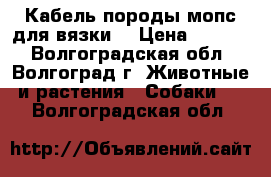 Кабель породы мопс для вязки. › Цена ­ 5 000 - Волгоградская обл., Волгоград г. Животные и растения » Собаки   . Волгоградская обл.